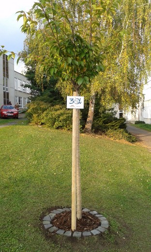 Strom září 2017